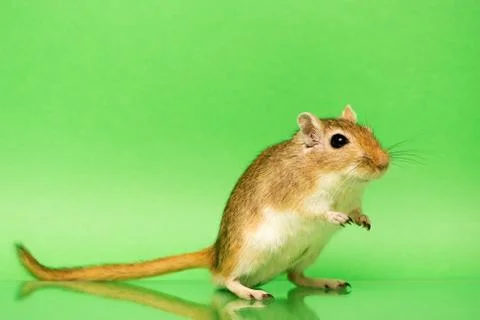 Gerbil - cute pet Stock Photos