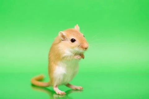 Gerbil - cute pet Stock Photos
