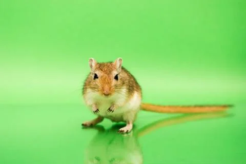 Gerbil - cute pet Fotos de archivo