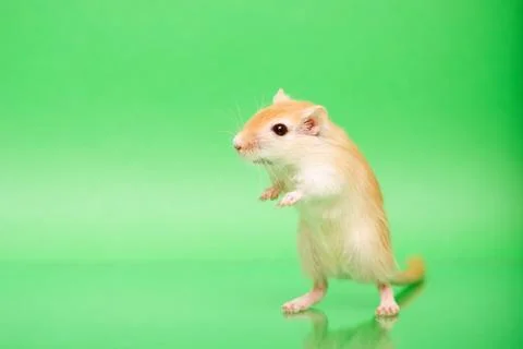 Gerbil - cute pet Stock Photos