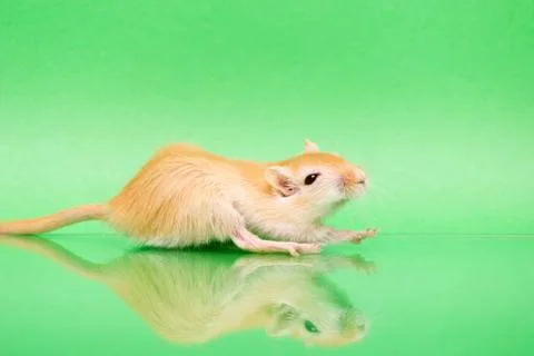 Gerbil - cute pet Stock Photos