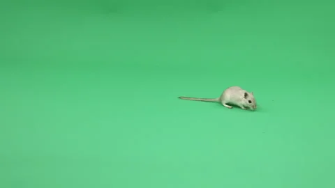 Gerbil D on Green Screen Chroma Key Pt1 of 31 Stock Footage 241297995