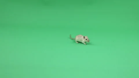 Gerbil D on Green Screen Chroma Key Pt8 of 31 Stock Footage 241299957