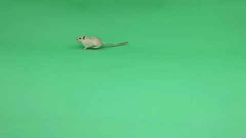Gerbil D on Green Screen Chroma Key Pt11 of 31 Stock Footage 241301027