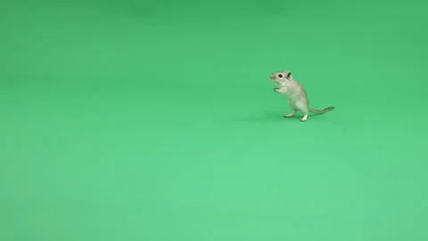 Gerbil D on Green Screen Chroma Key Pt10 of 31 Stock Footage 241301245