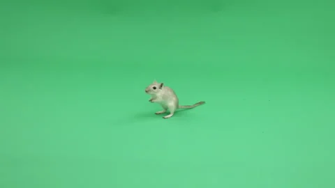 Gerbil D on Green Screen Chroma Key Pt14 of 31 Stock Footage 241302779