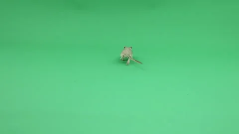 Gerbil D on Green Screen Chroma Key Pt18 of 31 Stock Footage 241303566
