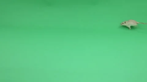 Gerbil D on Green Screen Chroma Key Pt20 of 31 Stock Footage 241304158