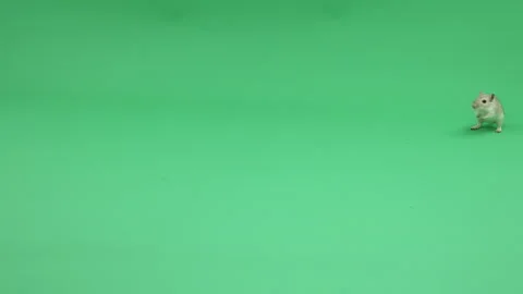 Gerbil D on Green Screen Chroma Key Pt21 of 31 Stock Footage 241305130