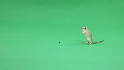 Gerbil D on Green Screen Chroma Key Pt15 of 31 Stock Footage 241305449