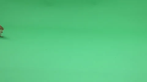 Gerbil D on Green Screen Chroma Key Pt26 of 31 Stock Footage 241308928