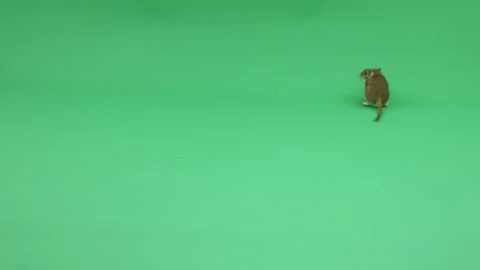 Gerbil D on Green Screen Chroma Key Pt28 of 31 Stock Footage 241310070