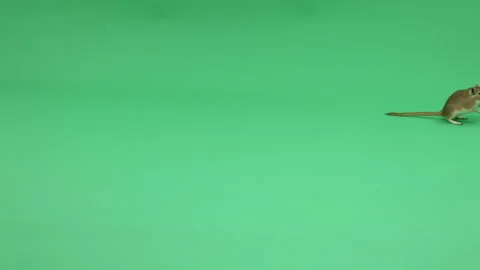 Gerbil D on Green Screen Chroma Key Pt30 of 31 Stock Footage 241311120