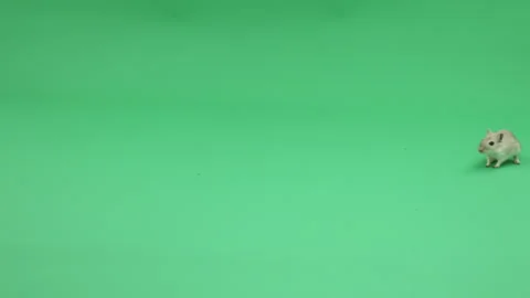 Gerbil D on Green Screen Chroma Key Pt31 of 31 Stock Footage 241312495