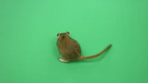 Gerbil E on Green Screen Chroma Key Pt1 of 18 Stock Footage 241312865