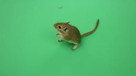 Gerbil E on Green Screen Chroma Key Pt9 of 18 Stock Footage 241316614