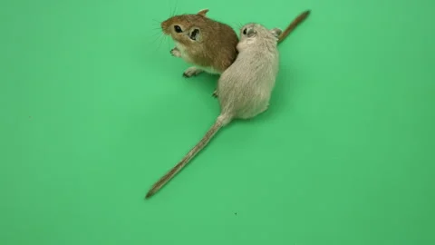 Gerbil E on Green Screen Chroma Key Pt10 of 18 Stock Footage 241316746