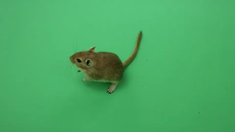 Gerbil E on Green Screen Chroma Key Pt13 of 18 Stock Footage 241318666