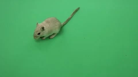 Gerbil E on Green Screen Chroma Key Pt15 of 18 Stock Footage 241319301