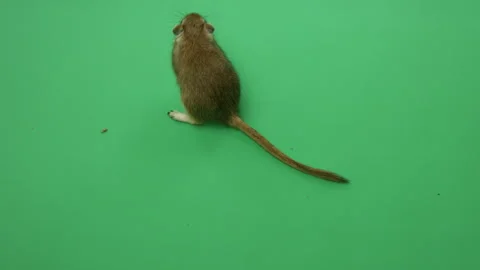 Gerbil E on Green Screen Chroma Key Pt14 of 18 Stock Footage 241319503