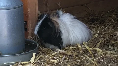 GERBIL EATING 1 Stock Footage 135018843