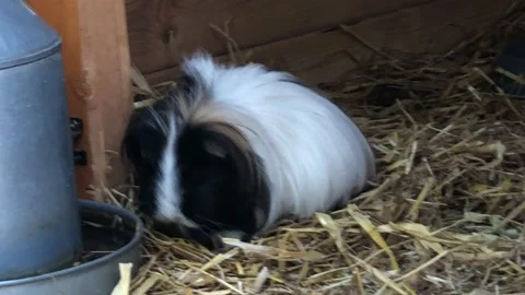 GERBIL EATING 2 Stock Footage 135018835