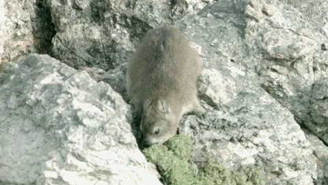A Gerbil eating  Vídeo Stock 76434013