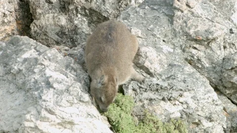 A Gerbil eating Vídeo Stock 76437278