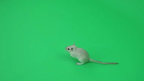 Gerbil G on Green Screen Chroma Key Pt2 of 29 Stock Footage 241325848