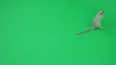 Gerbil G on Green Screen Chroma Key Pt3 of 29 Stock Footage 241326150