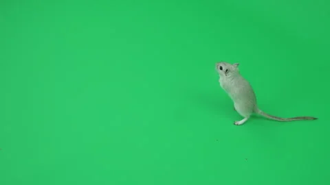 Gerbil G on Green Screen Chroma Key Pt9 of 29 Stock Footage 241328013