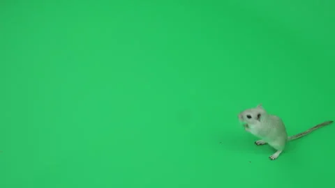 Gerbil G on Green Screen Chroma Key Pt13 of 29 Stock Footage 241328913