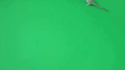 Gerbil G on Green Screen Chroma Key Pt11 of 29 Stock Footage 241328916