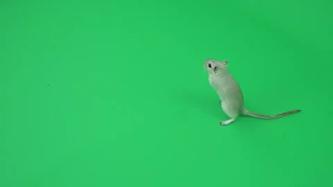 Gerbil G on Green Screen Chroma Key Pt19 of 29 Stock Footage 241330507