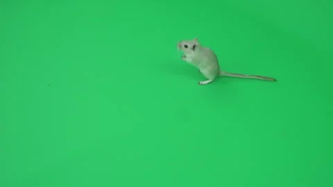 Gerbil G on Green Screen Chroma Key Pt20 of 29 Stock Footage 241331552