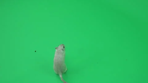 Gerbil G on Green Screen Chroma Key Pt15 of 29 Stock Footage 241332319
