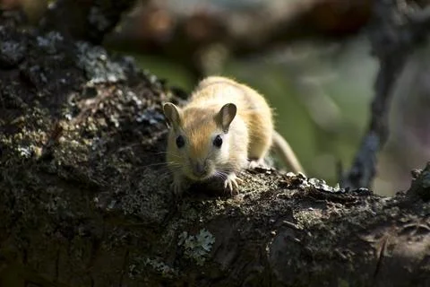 Gerbil Gerbils auf einem Ast Copyright: xZoonar.com/CLAUSxHEUSLERx 3651354... Foto stock