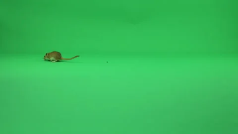 Gerbil A on Green Screen Chroma Key Pt2 of 50 Stock Footage 241202759