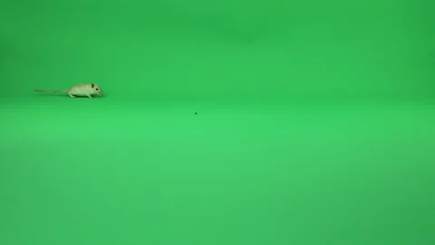 Gerbil A on Green Screen Chroma Key Pt1 of 50 Stock Footage 241202907
