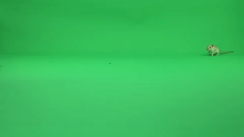 Gerbil A on Green Screen Chroma Key Pt3 of 50 Stock Footage 241203199