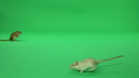 Gerbil A on Green Screen Chroma Key Pt4 of 50 Stock Footage 241203460