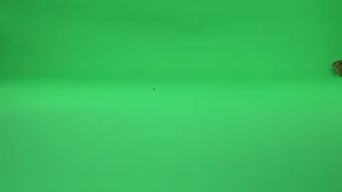 Gerbil A on Green Screen Chroma Key Pt5 of 50 Video stock 241203538