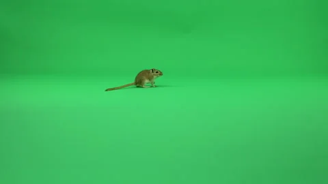 Gerbil A on Green Screen Chroma Key Pt7 of 50 Stock Footage 241203987