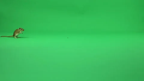 Gerbil A on Green Screen Chroma Key Pt8 of 50 Stock Footage 241204525