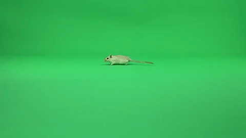 Gerbil A on Green Screen Chroma Key Pt6 of 50 Stock Footage 241205724
