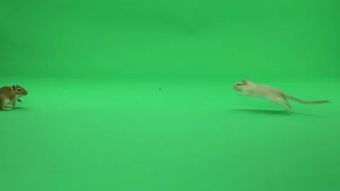 Gerbil A on Green Screen Chroma Key Pt15 of 50 Stock Footage 241206452