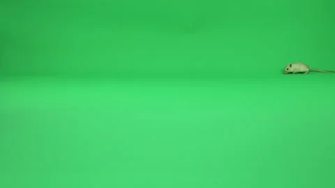 Gerbil A on Green Screen Chroma Key Pt19 of 50 Stock Footage 241208664