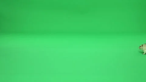 Gerbil A on Green Screen Chroma Key Pt21 of 50 Stock Footage 241209596