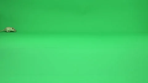 Gerbil A on Green Screen Chroma Key Pt22 of 50 Stock Footage 241210487