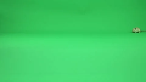 Gerbil A on Green Screen Chroma Key Pt25 of 50 Stock Footage 241211271